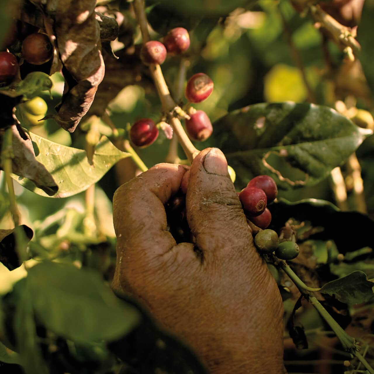 Kaffee-Ernte ist ein tougher Job.